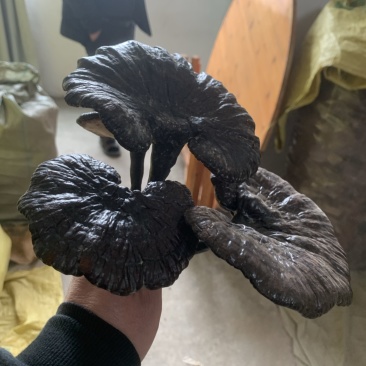 野生灵芝，农户代卖，数量不多