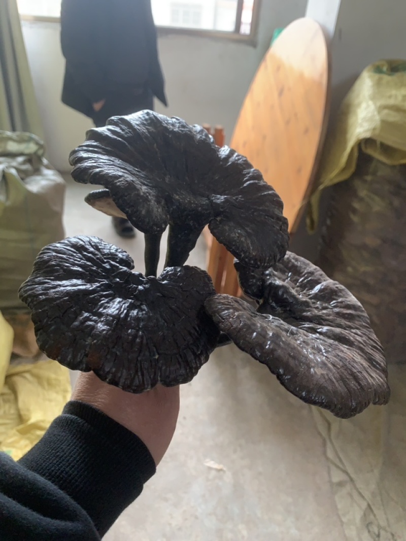 野生灵芝，农户代卖，数量不多
