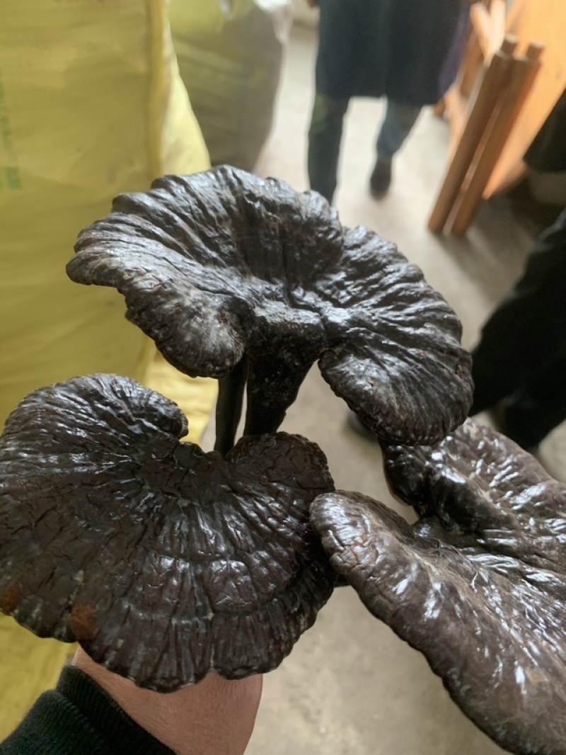 野生灵芝，农户代卖，数量不多