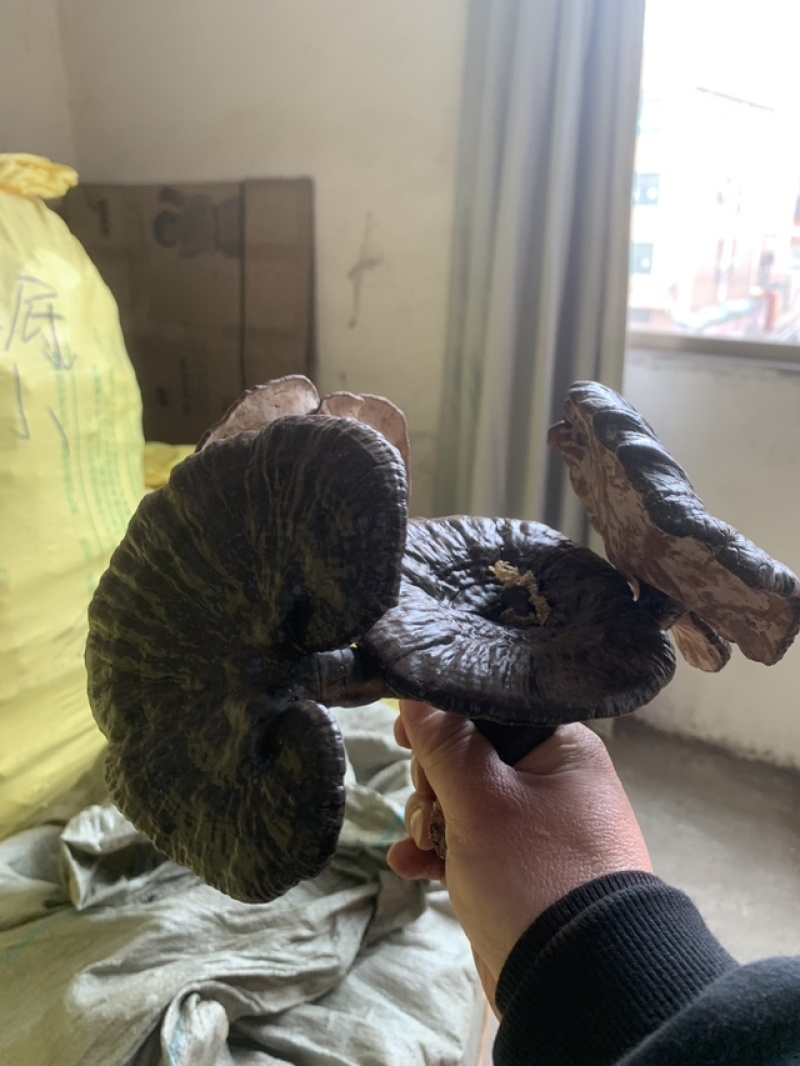 野生灵芝，农户代卖，数量不多