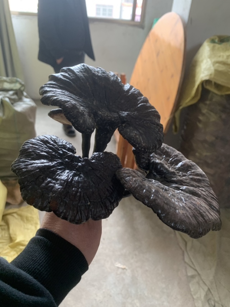 野生灵芝，农户代卖，数量不多