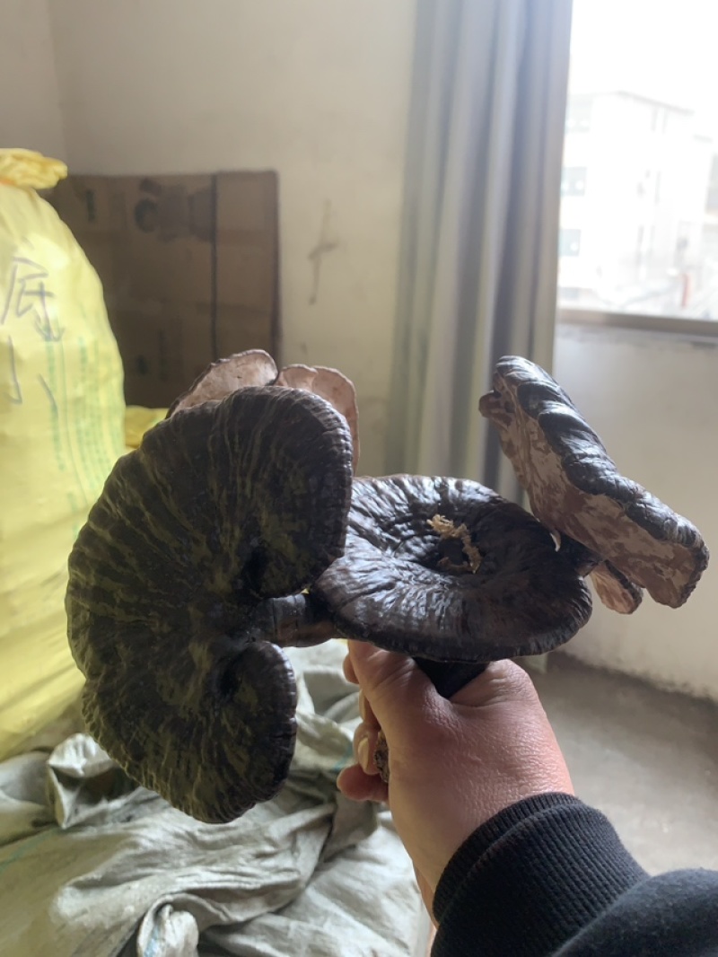 野生灵芝，农户代卖，数量不多
