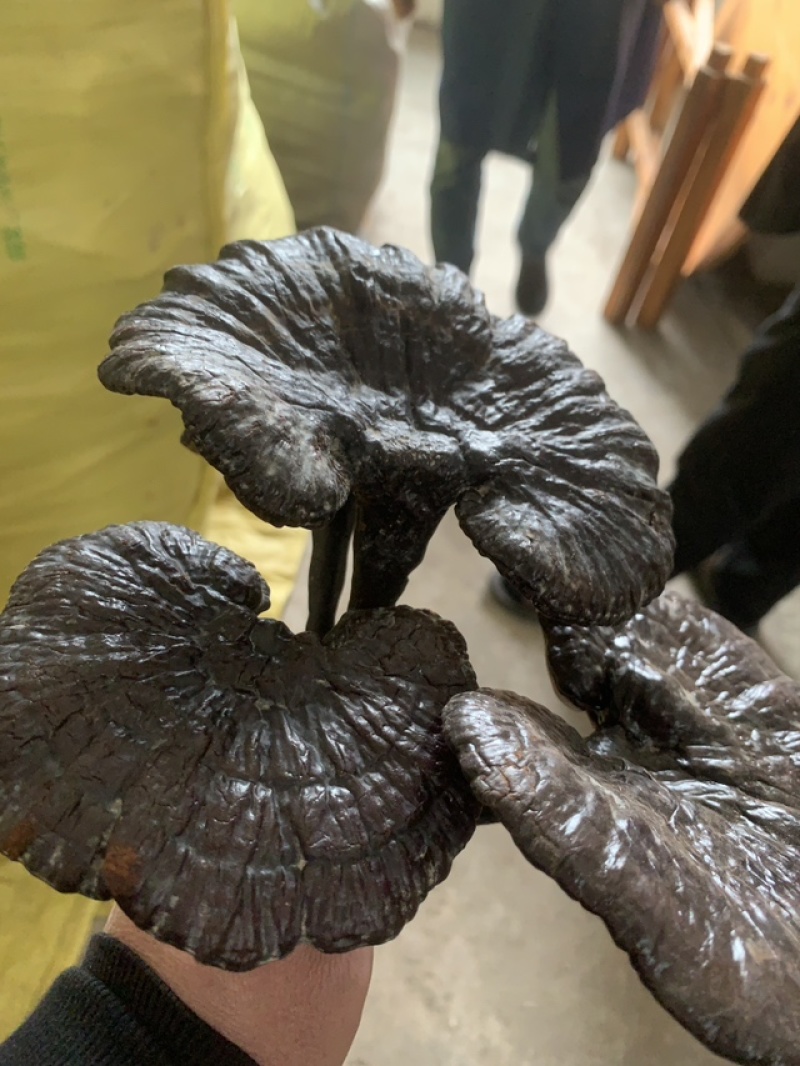 野生灵芝，农户代卖，数量不多