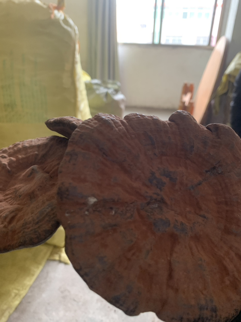 野生灵芝，农户代卖，数量不多