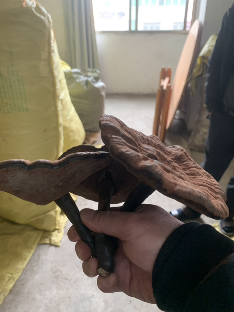 野生灵芝，农户代卖，数量不多