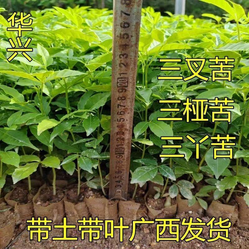 三叉苦苗三桠苦树苗三丫苦苗药材树苗带土南方种植带土包邮