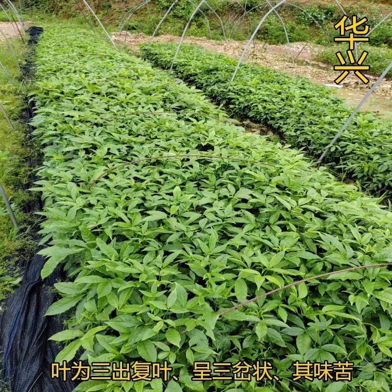 三叉苦苗三桠苦树苗三丫苦苗药材树苗带土南方种植带土包邮