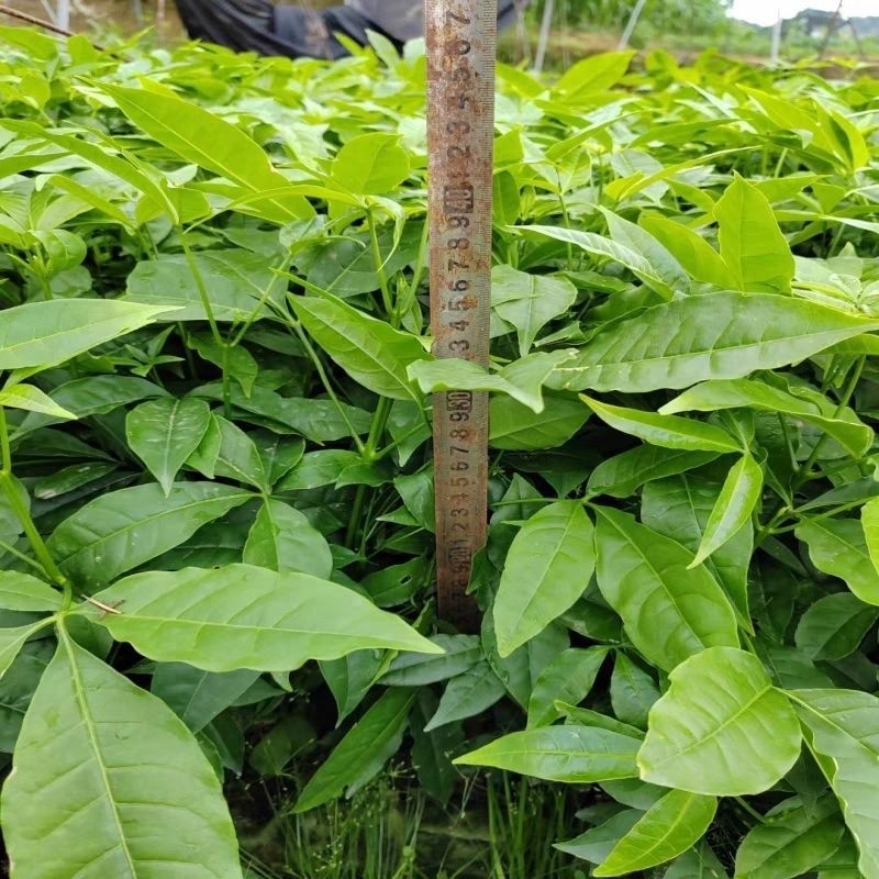三叉苦苗三桠苦树苗三丫苦苗药材树苗带土南方种植带土包邮