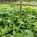 三叉苦苗三桠苦树苗三丫苦苗药材树苗带土南方种植带土包邮