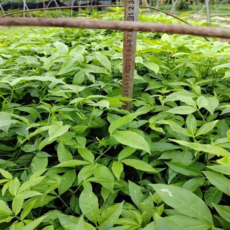 三叉苦苗三桠苦树苗三丫苦苗药材树苗带土南方种植带土包邮
