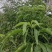三叉苦苗三桠苦树苗三丫苦苗药材树苗带土南方种植带土包邮