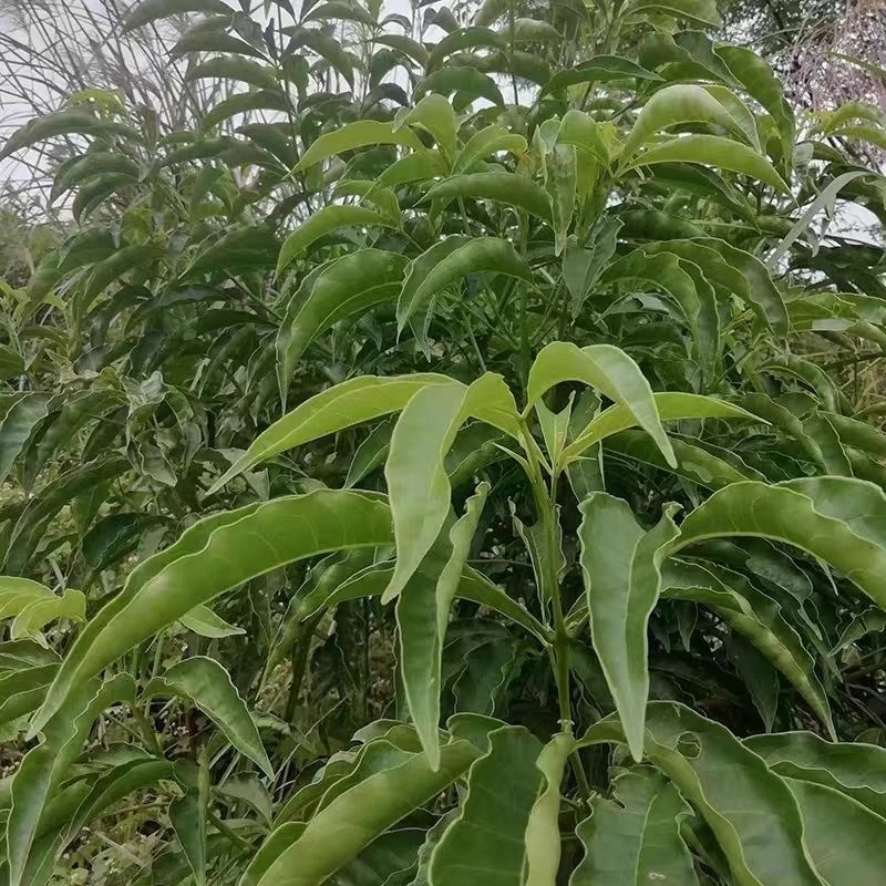 三叉苦苗三桠苦树苗三丫苦苗药材树苗带土南方种植带土包邮