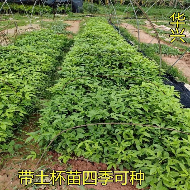 三叉苦苗三桠苦树苗三丫苦苗药材树苗带土南方种植带土包邮