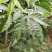 三叉苦苗三桠苦树苗三丫苦苗药材树苗带土南方种植带土包邮