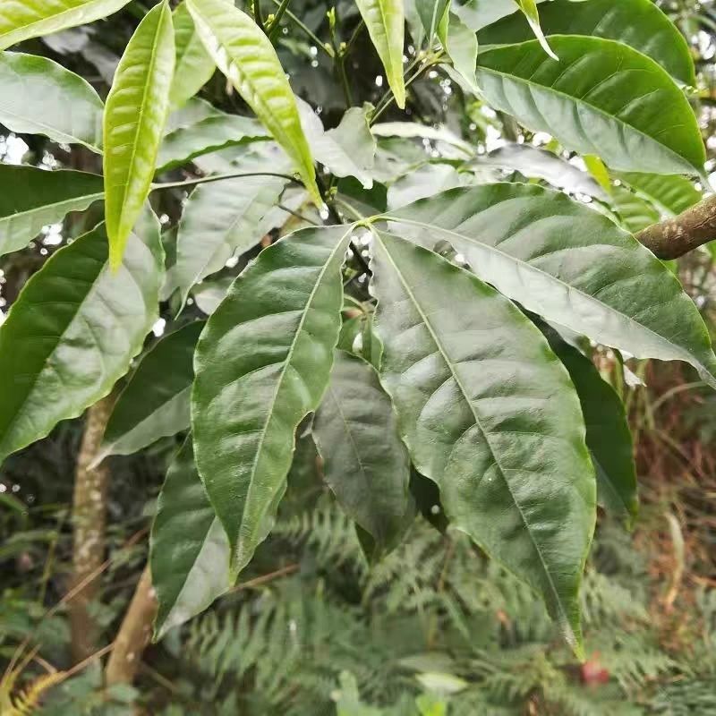 三叉苦苗三桠苦树苗三丫苦苗药材树苗带土南方种植带土包邮