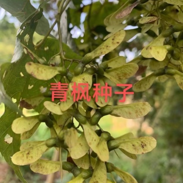 青枫种子四季绿化庭院护坡