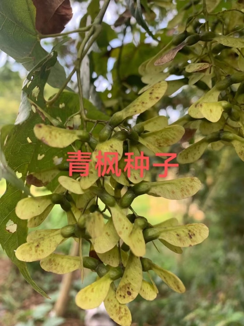 青枫种子四季绿化庭院护坡