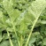 板蓝根青菜、恩施油菜苔、硒油菜苔