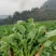 板蓝根青菜、恩施油菜苔、硒油菜苔
