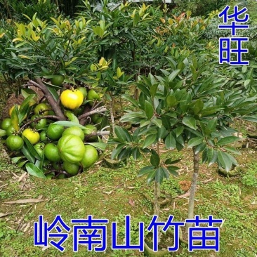 山竹苗嫁接岭南黄金山竹树苗盆栽南方庭院种植带土广西发货