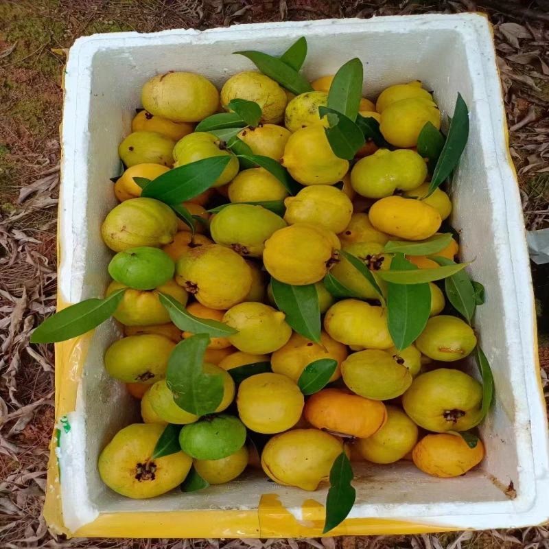 山竹苗嫁接岭南黄金山竹树苗盆栽南方庭院种植带土广西发货