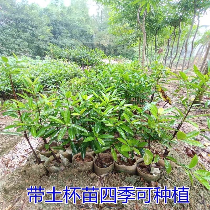 山竹苗嫁接岭南黄金山竹树苗盆栽南方庭院种植带土广西发货