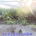 山竹苗嫁接岭南黄金山竹树苗盆栽南方庭院种植带土广西发货