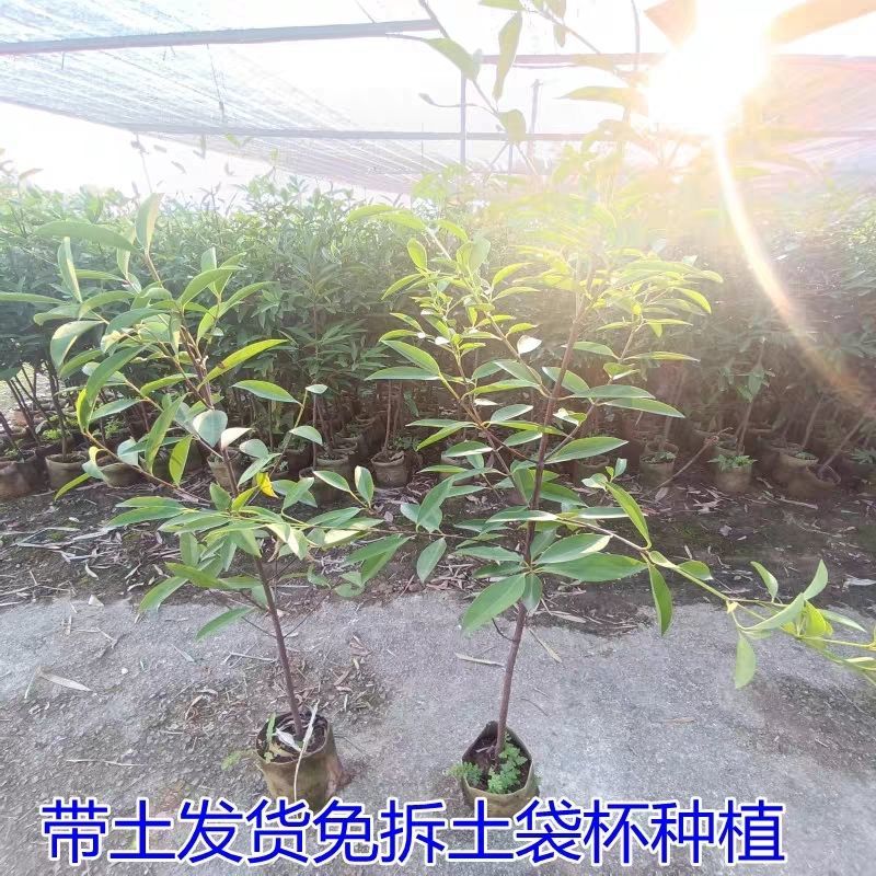 山竹苗嫁接岭南黄金山竹树苗盆栽南方庭院种植带土广西发货