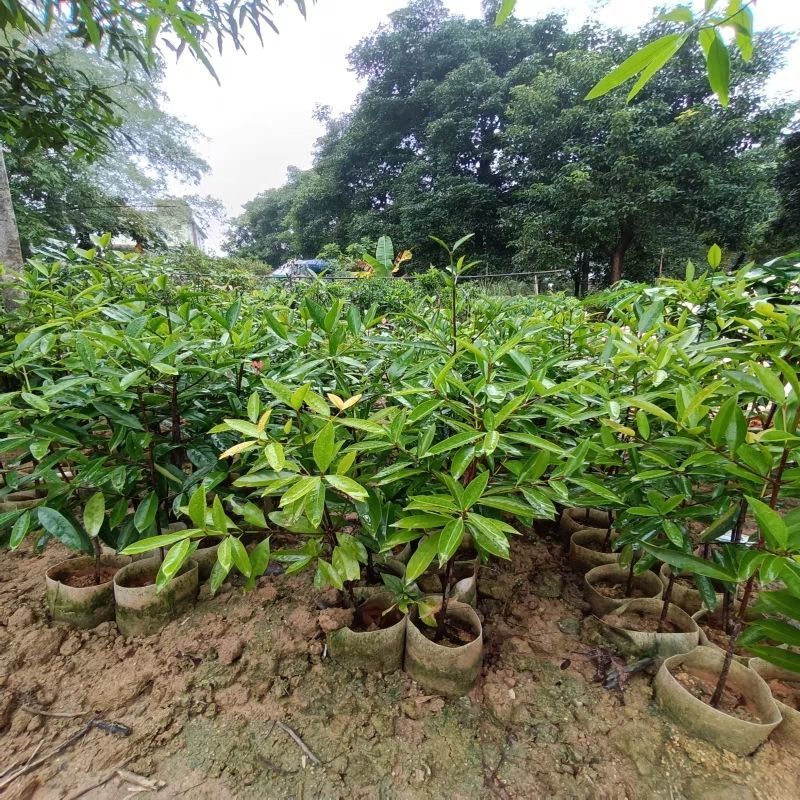 山竹苗嫁接岭南黄金山竹树苗盆栽南方庭院种植带土广西发货