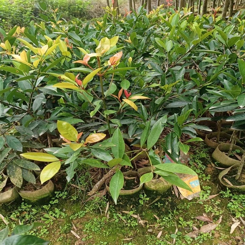 山竹苗嫁接岭南黄金山竹树苗盆栽南方庭院种植带土广西发货