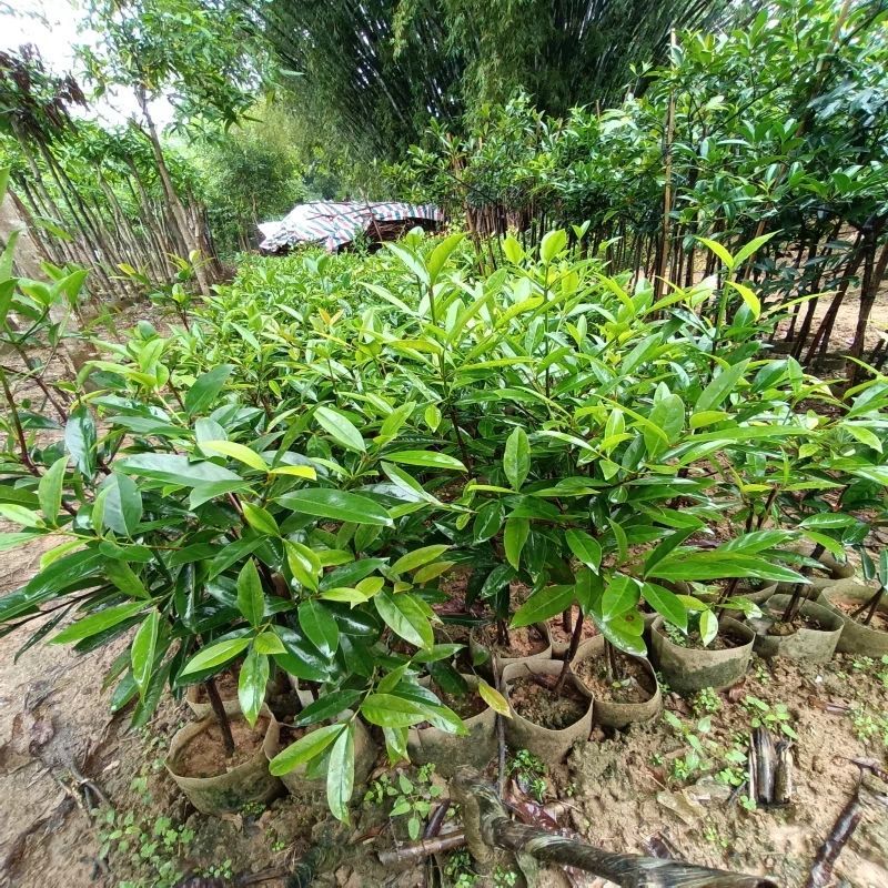 山竹苗嫁接岭南黄金山竹树苗盆栽南方庭院种植带土广西发货
