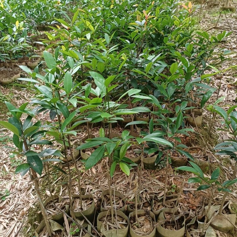 山竹苗嫁接岭南黄金山竹树苗盆栽南方庭院种植带土广西发货