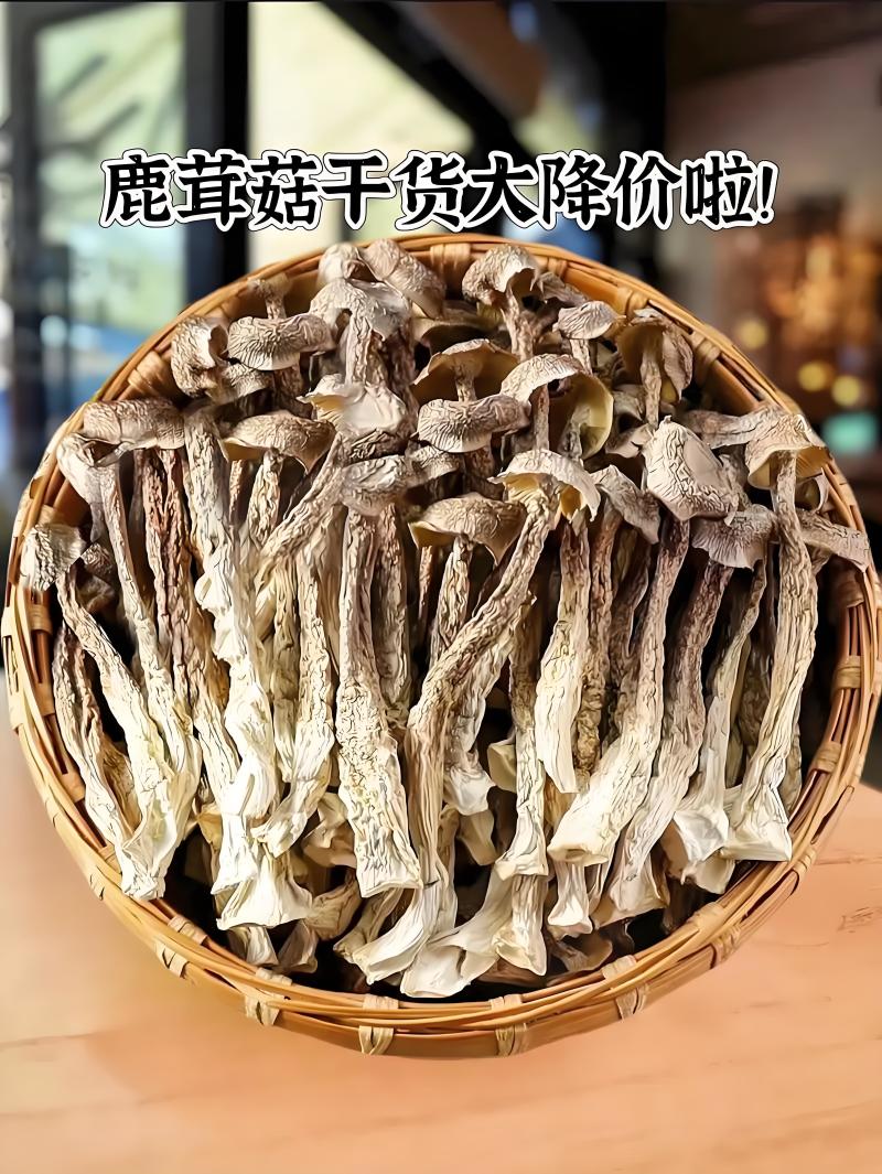 甄选福建鹿茸菇诚信商家卖品质好货欢迎全国老板前来