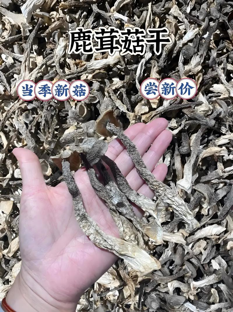 甄选福建鹿茸菇诚信商家卖品质好货欢迎全国老板前来