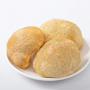 甄选猴头菇好的产品诚信经营量大从优致电留言有优惠