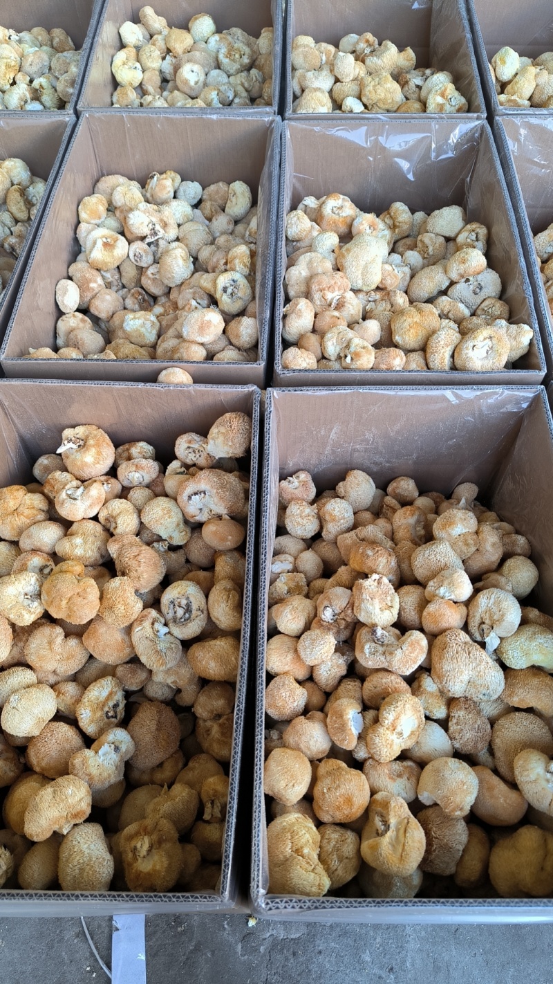 甄选猴头菇好的产品诚信经营量大从优致电留言有优惠
