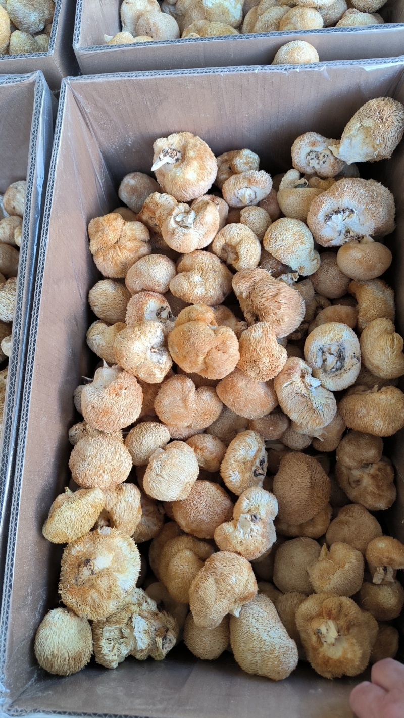 甄选猴头菇好的产品诚信经营量大从优致电留言有优惠