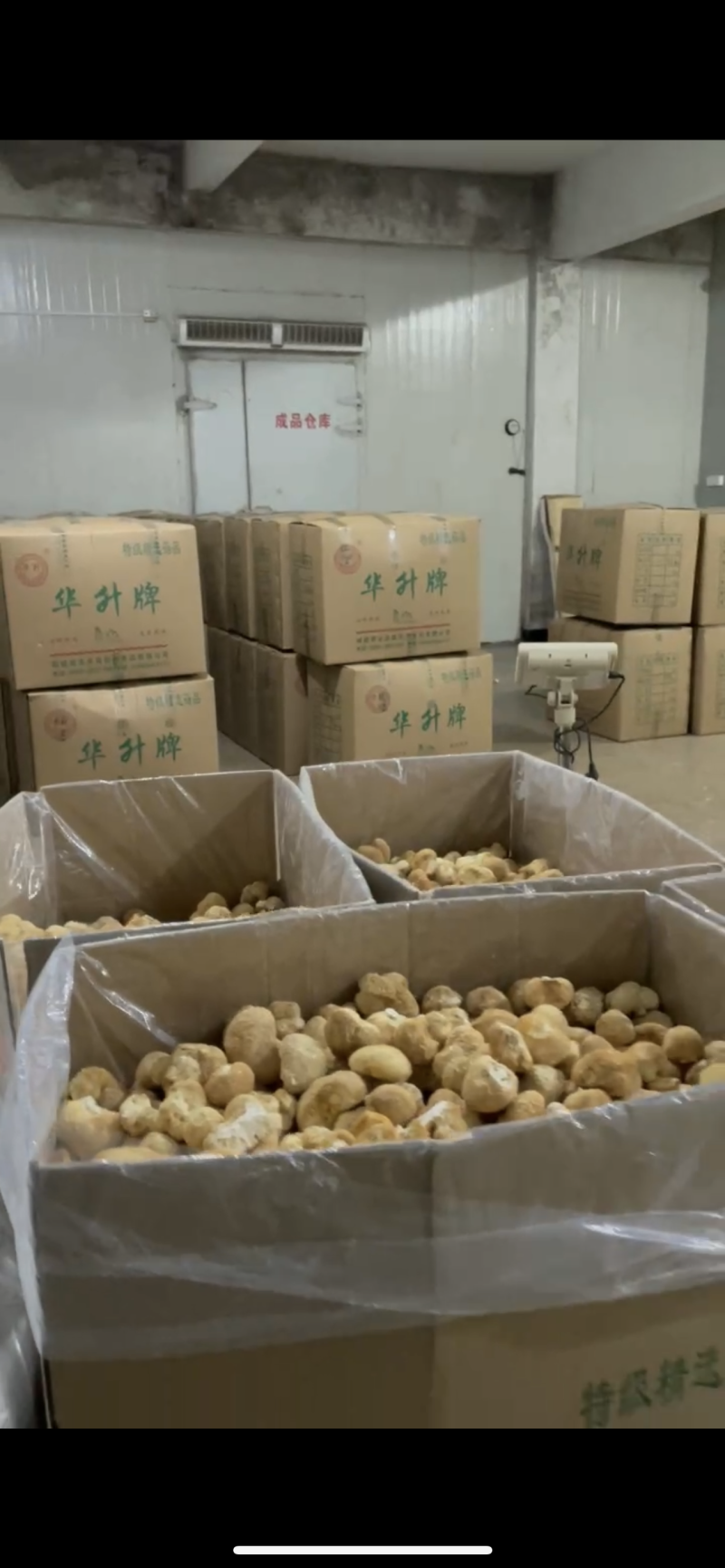 甄选猴头菇好的产品诚信经营量大从优致电留言有优惠