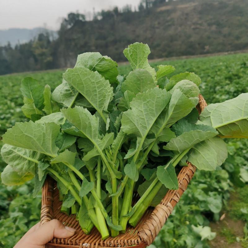 板蓝根青菜、恩施油菜苔、硒油菜苔
