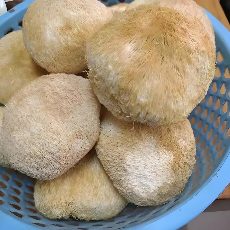 甄选猴头菇好的产品诚信经营量大从优致电留言有优惠