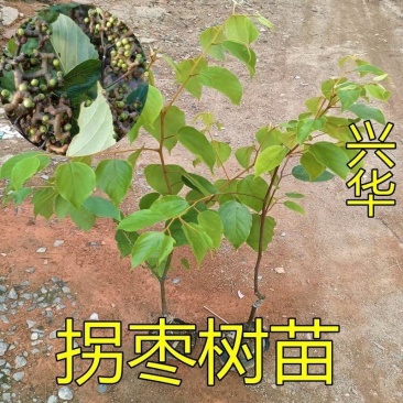 拐枣苗树苗拐枣果树苗万寿果苗鸡爪连金钩梨盆栽地栽带土广西