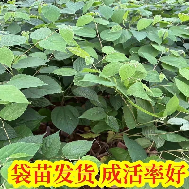 拐枣苗树苗拐枣果树苗万寿果苗鸡爪连金钩梨盆栽地栽带土广西