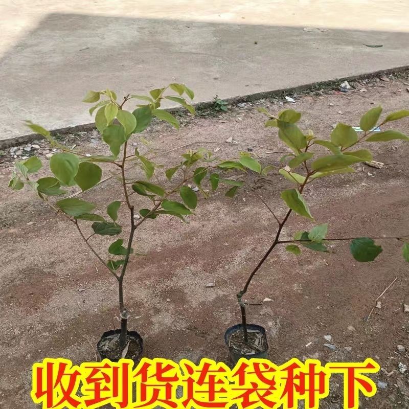 拐枣苗树苗拐枣果树苗万寿果苗鸡爪连金钩梨盆栽地栽带土广西
