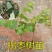 拐枣苗树苗拐枣果树苗万寿果苗鸡爪连金钩梨盆栽地栽带土广西