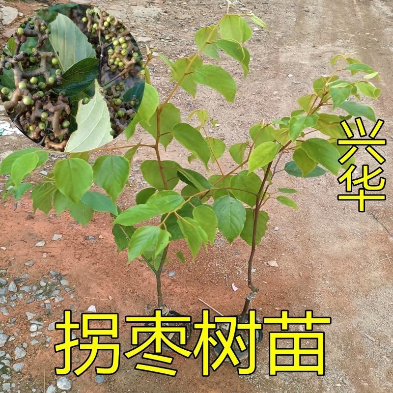 拐枣苗树苗拐枣果树苗万寿果苗鸡爪连金钩梨盆栽地栽带土广西
