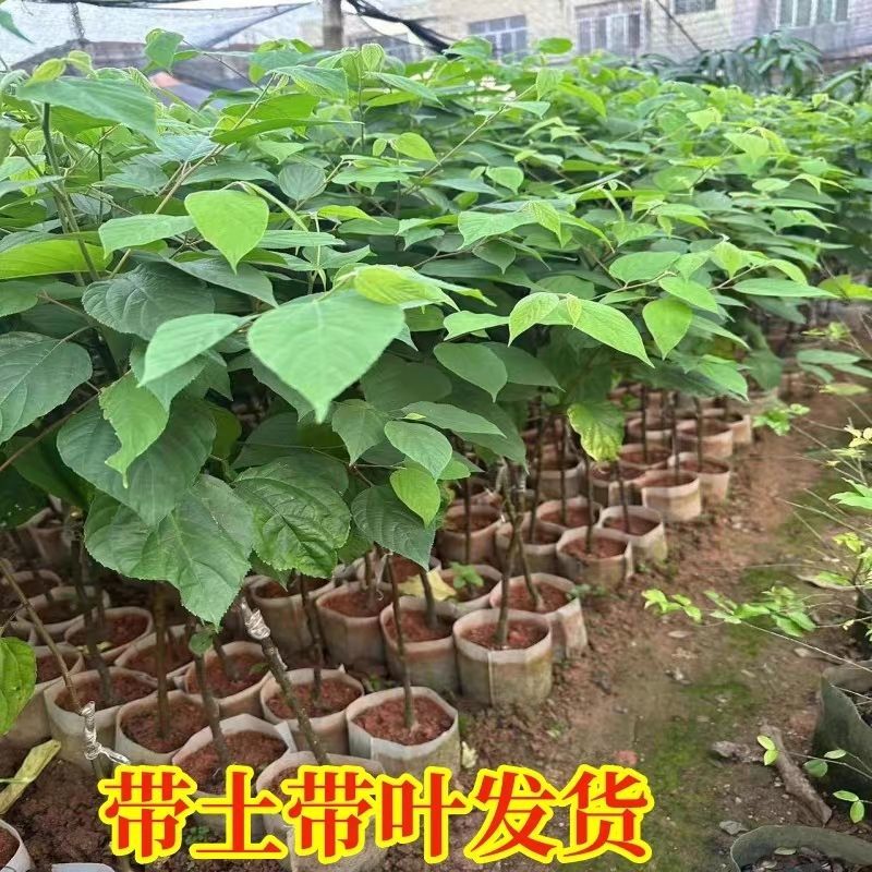 拐枣苗树苗拐枣果树苗万寿果苗鸡爪连金钩梨盆栽地栽带土广西