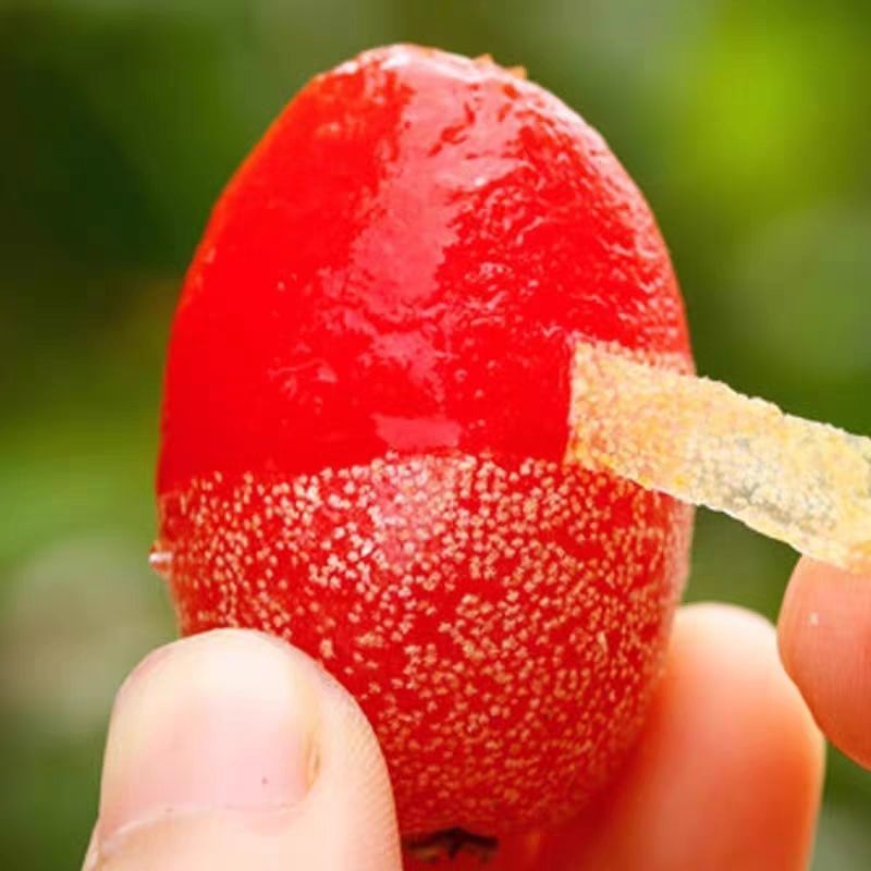 羊奶果树苗胡颓子羊奶果苗南方庭院四季种植带土
