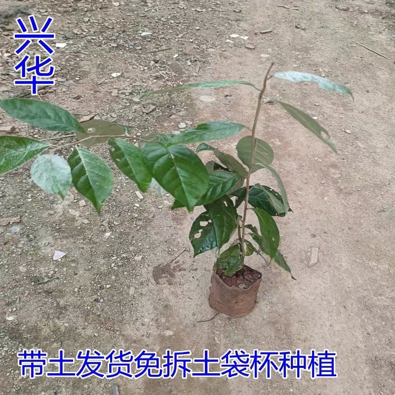 羊奶果树苗胡颓子羊奶果苗南方庭院四季种植带土