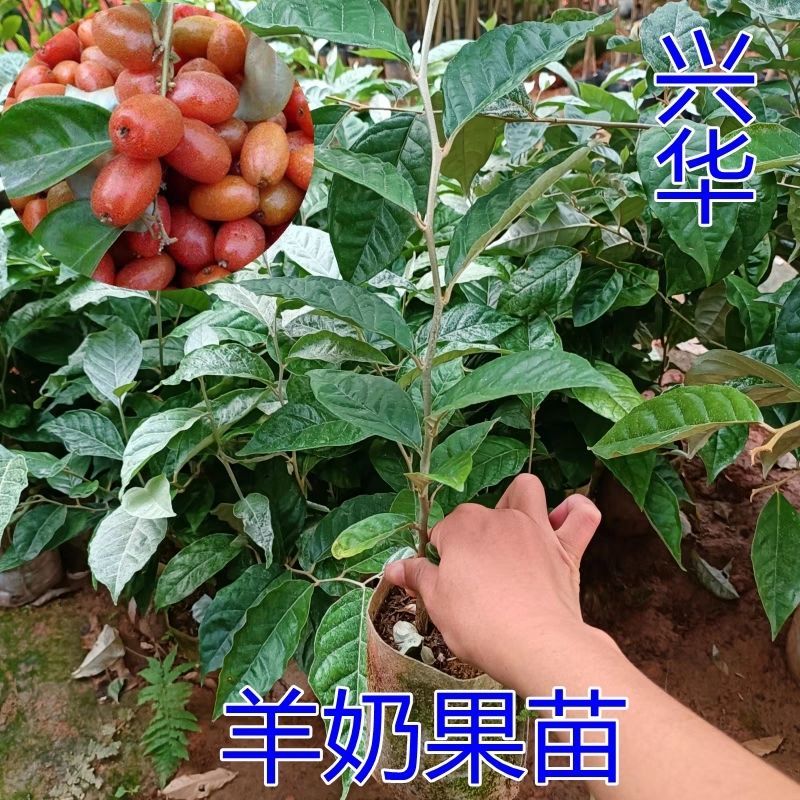 羊奶果树苗胡颓子羊奶果苗南方庭院四季种植带土