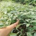羊奶果树苗胡颓子羊奶果苗南方庭院四季种植带土